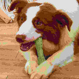 Chew Toys For Dog Teeth Cleaning.