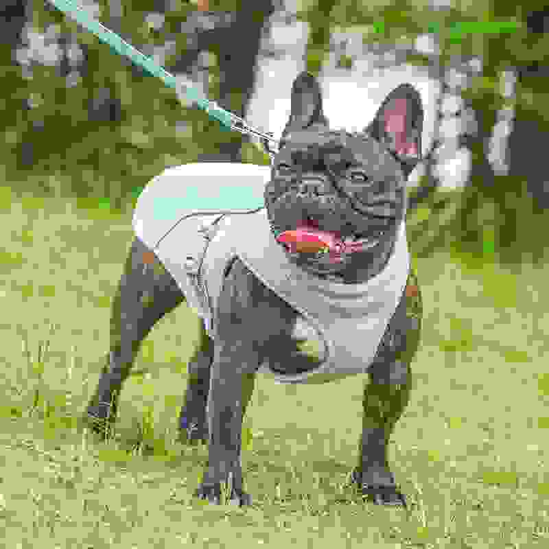Summer Pet Outdoor Breathable Cooling Vest.